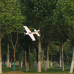 Skywalker Speed G 800mm Wingspan EPO Glider RC Airplane Fixed Wing KIT